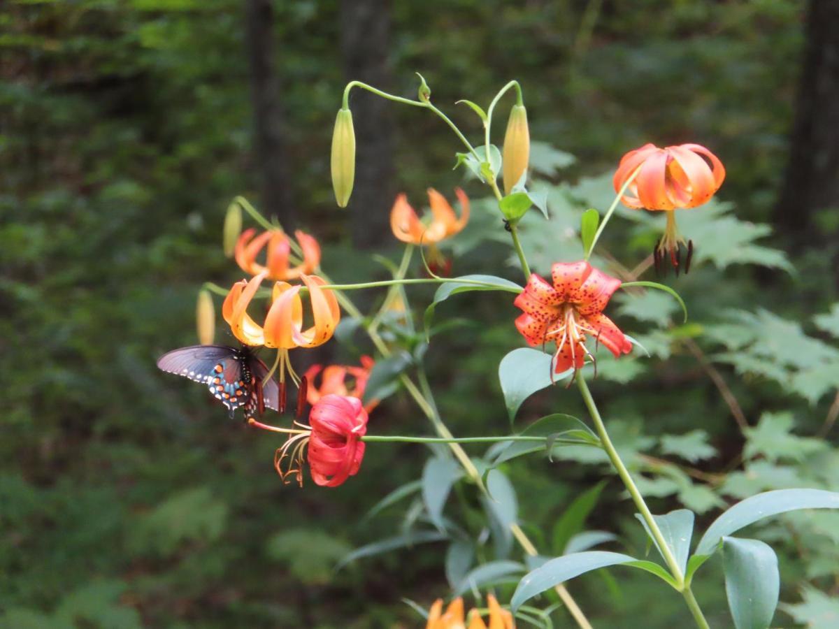 Treetops Cabin Easy To Asheville With Fast Wifi And Great View Swiss Esterno foto